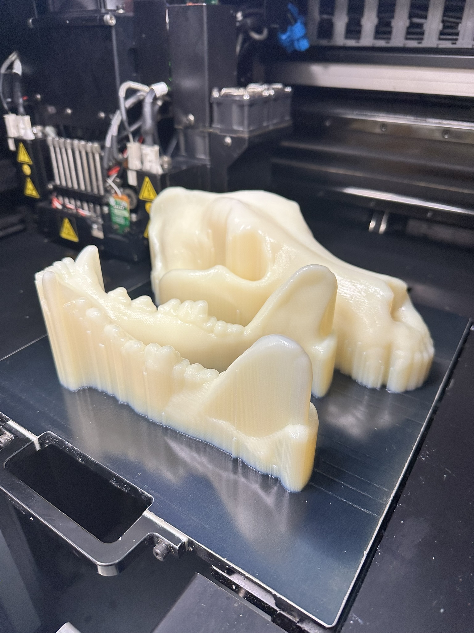 Printed Skull