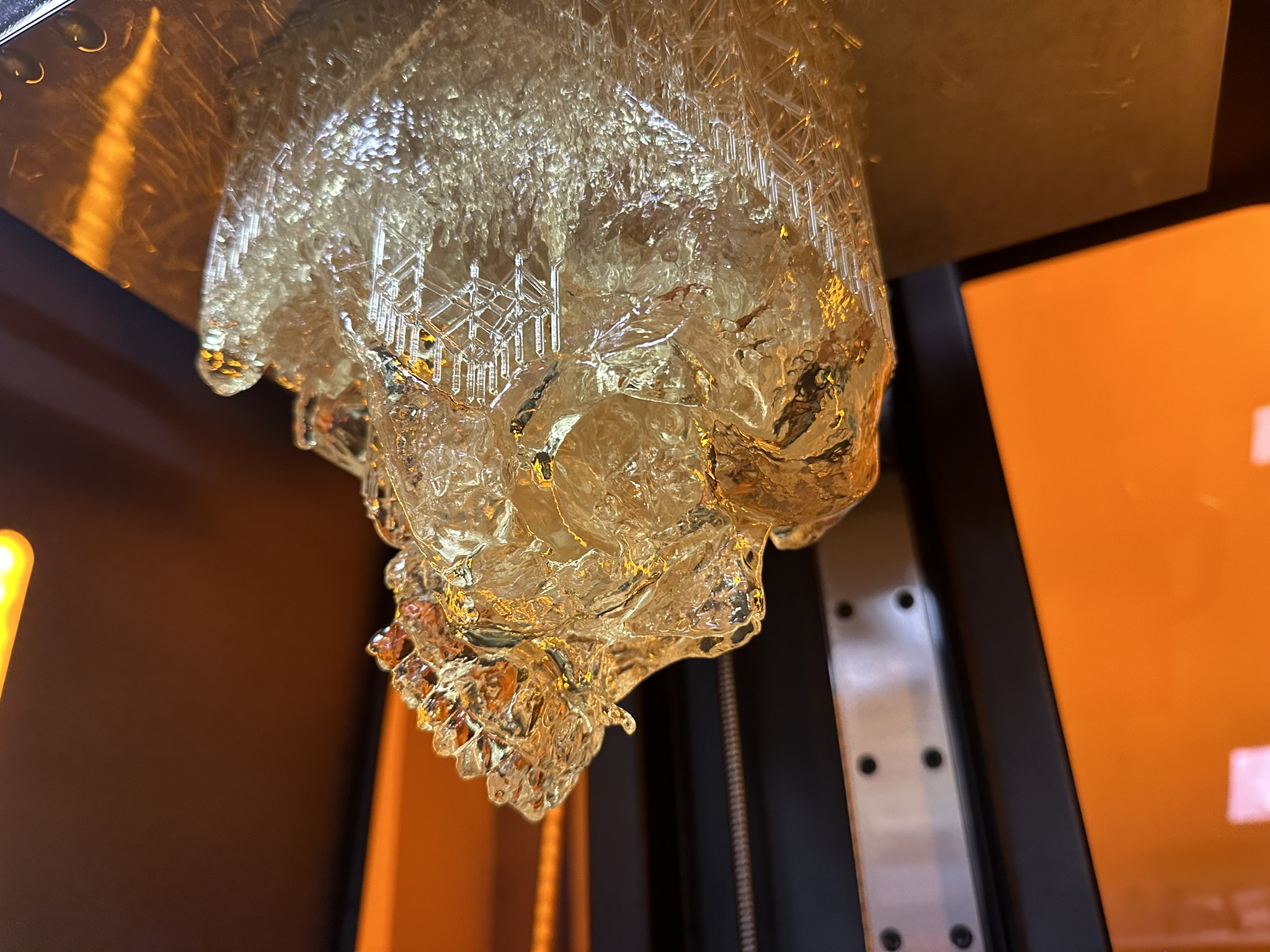 Printed Human Skull