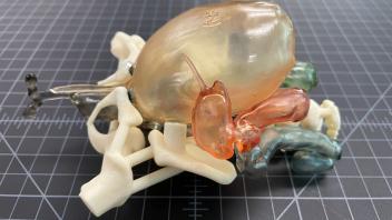 Anatomical Model Assembled