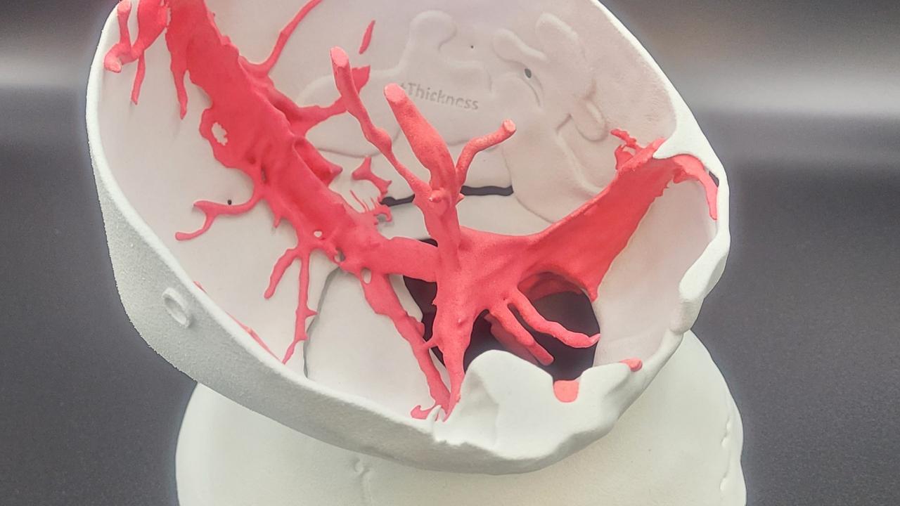 3D-printed skull cross-section with red branching vessels on white base