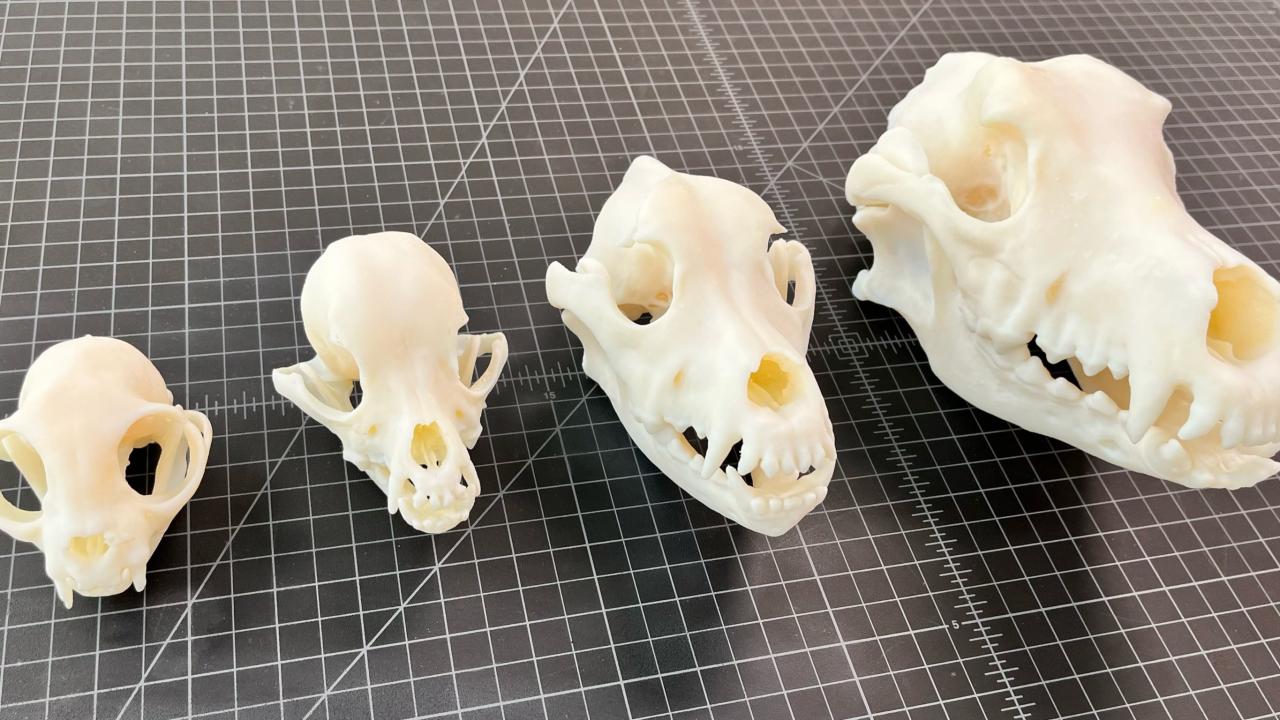 Animal Skulls