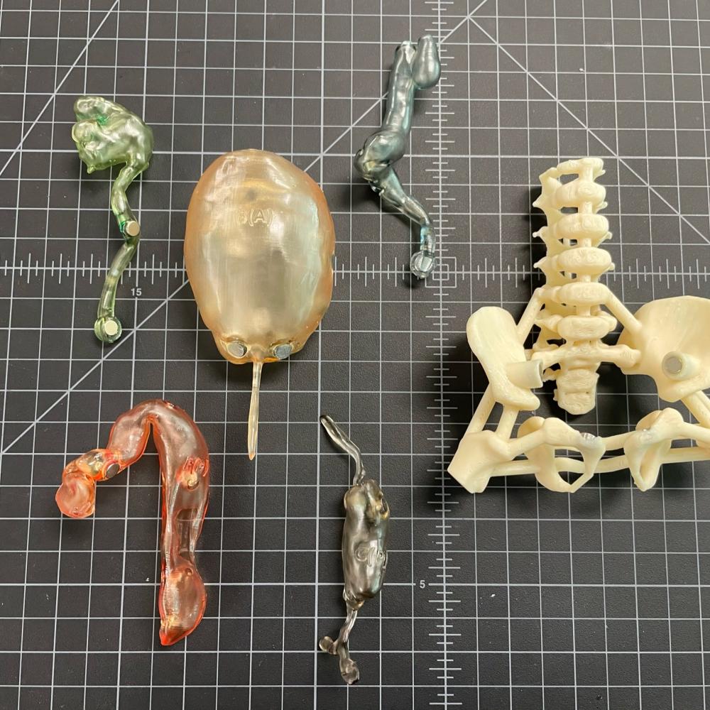Exploded Anatomical Model